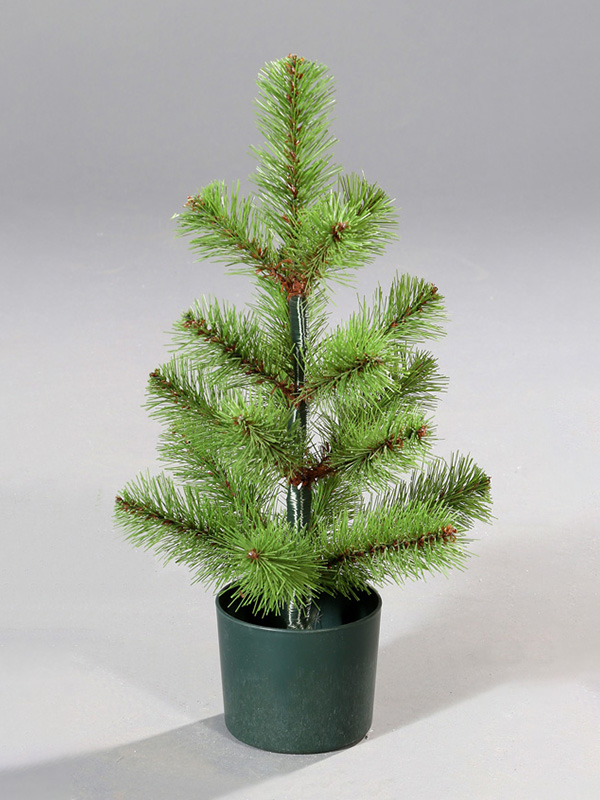 Weihnachtsbaum im Topf 9A3A8834
